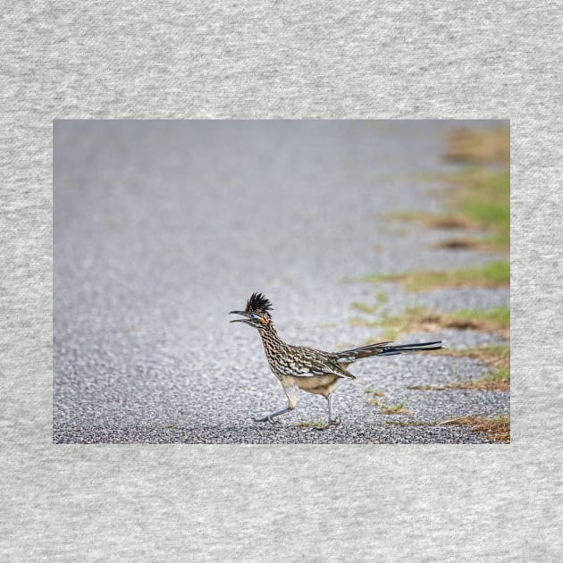 Roadrunner Running the Road by Debra Martz by Debra Martz